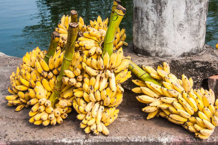 Fresh yellow bunch of bananas placed in rural areasの写真素材