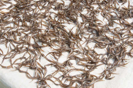 Dried fishes ready for fry in Thailand marke