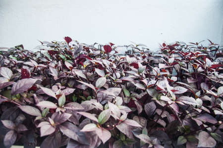 Graptophyllum pictum growing in a tropical gardenの写真素材