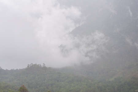 Beautiful foggy green forest after raining in Thailand
