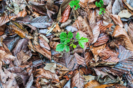 Plant in dry leaves background