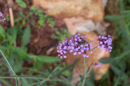 Purple flowers in the park