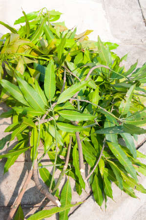 green leaves mango on ground