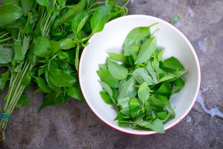 Hoary basil or lemon basil put on bowl prepare for Thai foodの写真素材