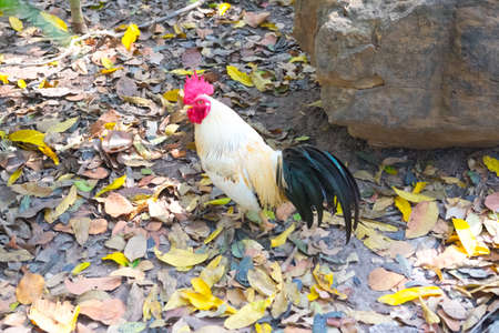 portrait of a colorful roosterの写真素材