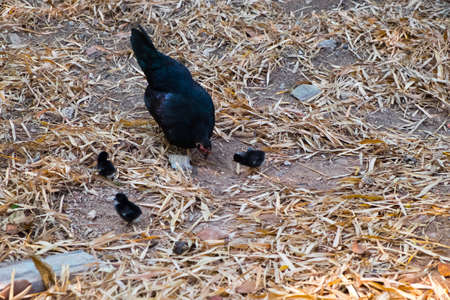 Black Hen and chicks in yardaの写真素材
