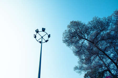 light pole with big treeの写真素材