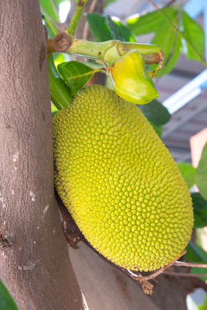 big jackfruit in Thai garden