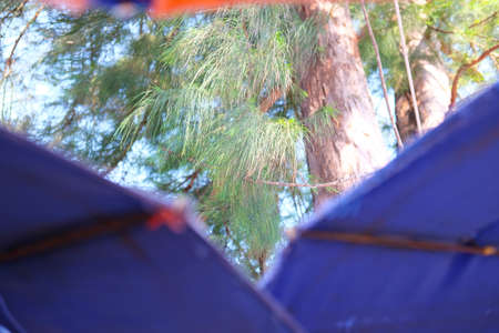 Pine branch close-upの写真素材