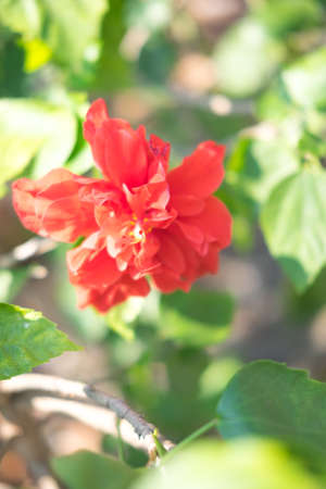 Hibiscus schizopetalus or Coral Hibiscus (Scientific name: Hibiscus schizopetalus)の写真素材
