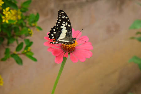 Butterfly on chrysanthemum flowerの写真素材