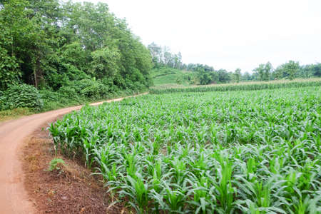 View on the field and beautiful sky, Ban Na Ton Chan, Sukhothai, Thailand. Ecotourism in Thailand