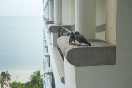 Pigeons sitting on the building with sea backgroundの写真素材