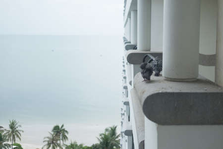 Pigeons sitting on the building with sea backgroundの写真素材