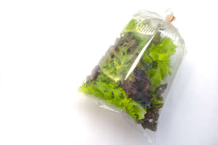 Hydroponic plants, green oak and red oak lettuces leafs in plastic bagの写真素材