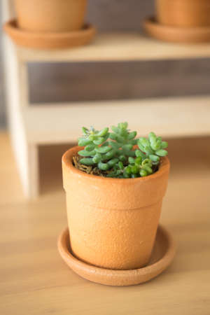Houseplant concept, plants in pot, decoration in homeの写真素材