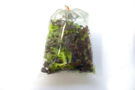 Hydroponic plants, green oak and red oak lettuces leafs in plastic bagの写真素材