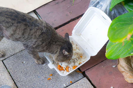 The cat eats cat food, cat food on foam boxの写真素材