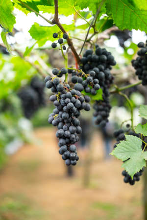 Grape in gatden at Monjam,Chiangmai Thailandの写真素材