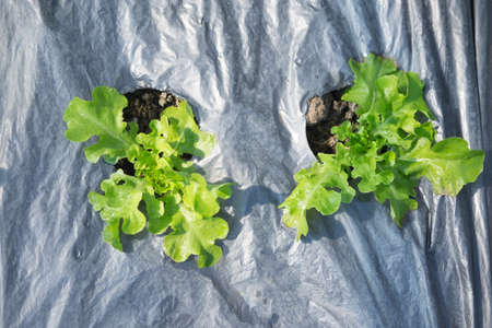 Green Oak salad in the vegetable gardenの写真素材