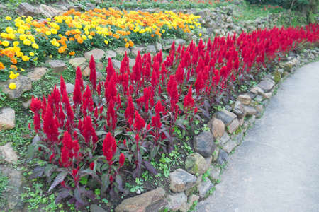Red plumed cockscomb flower or Celosia argentea blossomの写真素材