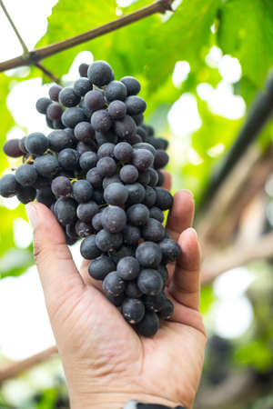 Big bunch of reddish black grape on tree in vineyard chiang mai north of thailandの写真素材