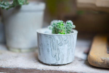Little cactus plant in the  pot decoration in homeの写真素材