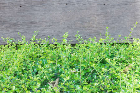 leaf plant over wood fence background, green leaves on the gardenの写真素材