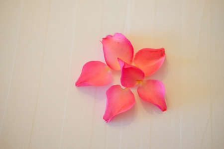 rose petals on white bed, honeymoon conceptの写真素材