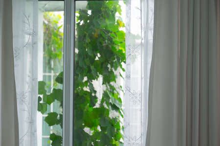 window with curtains and view of treesの写真素材