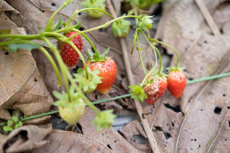 Strawberries in natural with dry leaf backgroundの写真素材