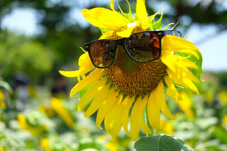 Sunflower with sunglasses in sunflower fieldの写真素材