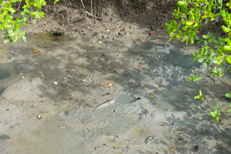 Mudskipper fish in the mangrove forests in Thailand.の写真素材