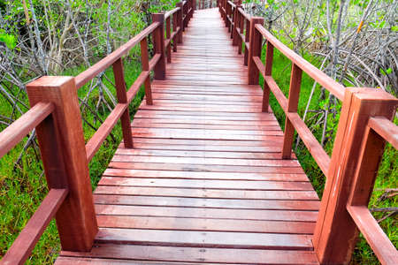 Wooden walkway bridge on field in mangrove forest located at Thailandの写真素材