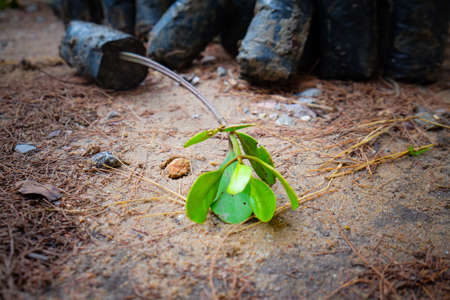 Young green mangrove trees preparing for plant at a reserve site, save the world in Thailand, selective focusの写真素材