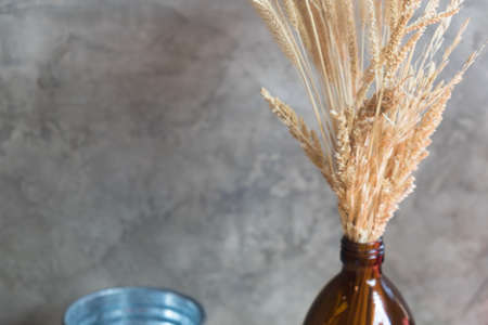 Dried golden rice tree on glass bottle with cement wallの写真素材