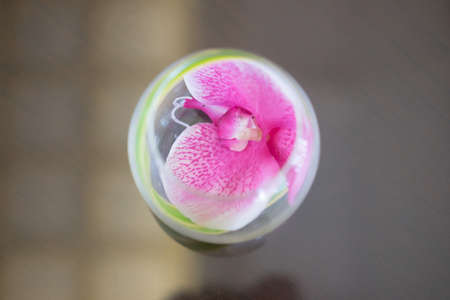 Orchid flower floating in water glass bowlの写真素材