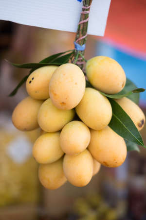 Mayongchid Maprang Marian Plum and Plum Mango Thailand, Closeup