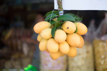 Closeup sweet Marian plum Thai fruit (Mayongchid Maprang Marian Plum and Plum Mango,Thailand)の写真素材