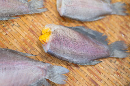Trichogaster pectoralis Salted fish place on the basket food preservation with saltの写真素材