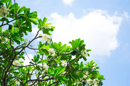 Plumeria on the plumeria tree with blue sky backgroundの写真素材