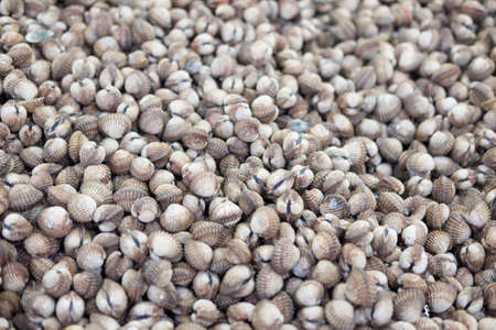 Fresh raw sea cockles clams display for sale at seafood marketの写真素材