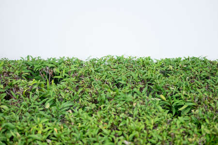 Green leaves with cement wall background decoration in homeの写真素材