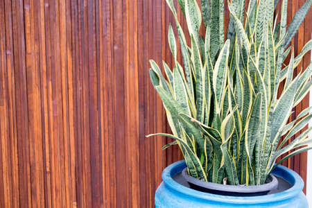 Sansevieria plant in vase with wooden wall background