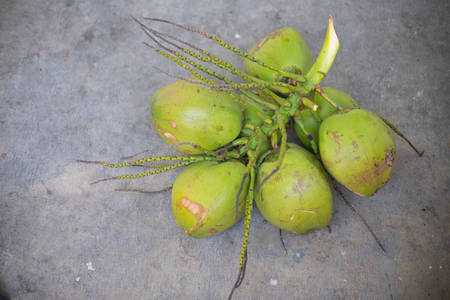 Coconut fruit on the floor, green coconutの写真素材