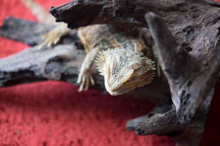 Bearded Dragon climbing a tree taken in a shallow depth of field.