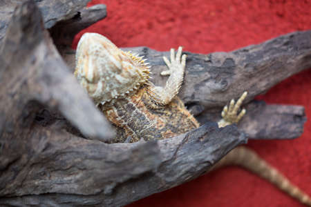 Bearded Dragon climbing a dry treeの写真素材