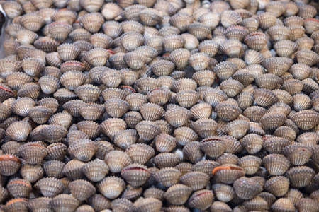Fresh raw sea cockles clams display for sale at seafood marketの写真素材