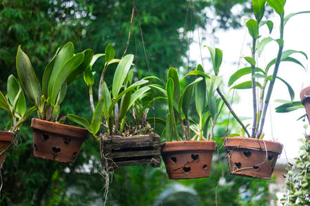 Plant in pottery pot hang decoration in Thai homeの写真素材