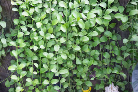 Dischidia nummularia Variegata as the backgroundの写真素材